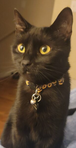 Love of a mini-panther