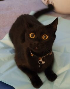 Love of a mini-panther