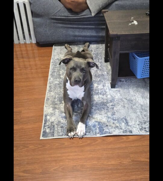 Rehome