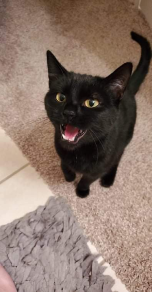 Love of a mini-panther